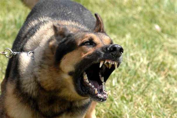 Debarking: Benefits, Ethicality and Alternatives for Reducing Dog Noise
